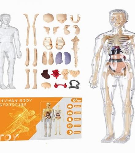 Human Body Parts Assemble Game For Kids - 1 Pc - Price In USD