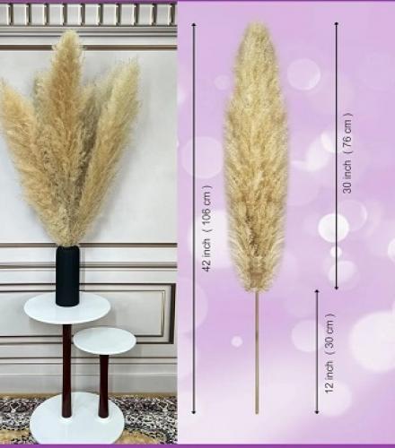 Natural Dried Pampas Grass For Decoration - 1 Set - Price In USD